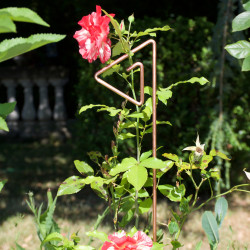 Tuteur métallique de jardin PABLO cuivre sur rosier