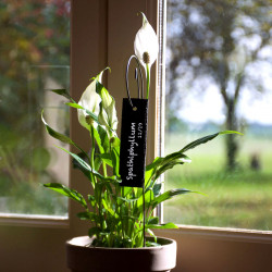 Étiquette ardoise languette avec porte-étiquette Gustav sur Spathiphyllum
