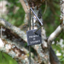 Tuteur métallique de jardin PABLO fer cannelé avec étiquette ardoise carrée sur Magnolia