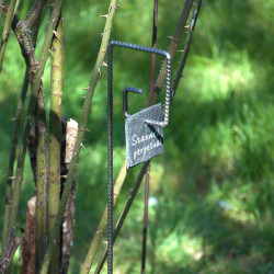 Tuteur métallique de jardin PIET fer cannelé avec étiquette ardoise carrée sur rosier stanwell perpetual