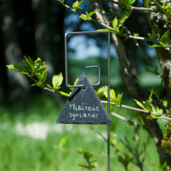 Tuteur métallique de jardin PIET fer 4 avec étiquette ardoise triangle sur Hibiscus