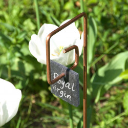 Tuteur métallique de jardin PIET cuivre avec étiquette carrée sur tulipes Royal Virgin