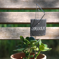 Porte-étiquette Pablo avec étiquette ardoise carrée sur plante d'intérieur