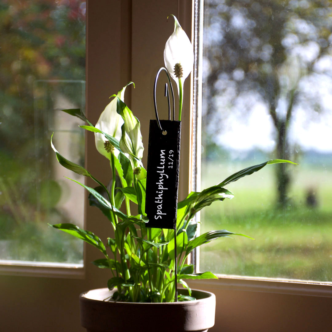 Le Jardin de Léon - Etiquette ardois languette avec porte-étiquette Gustav sur Spathiphyllum