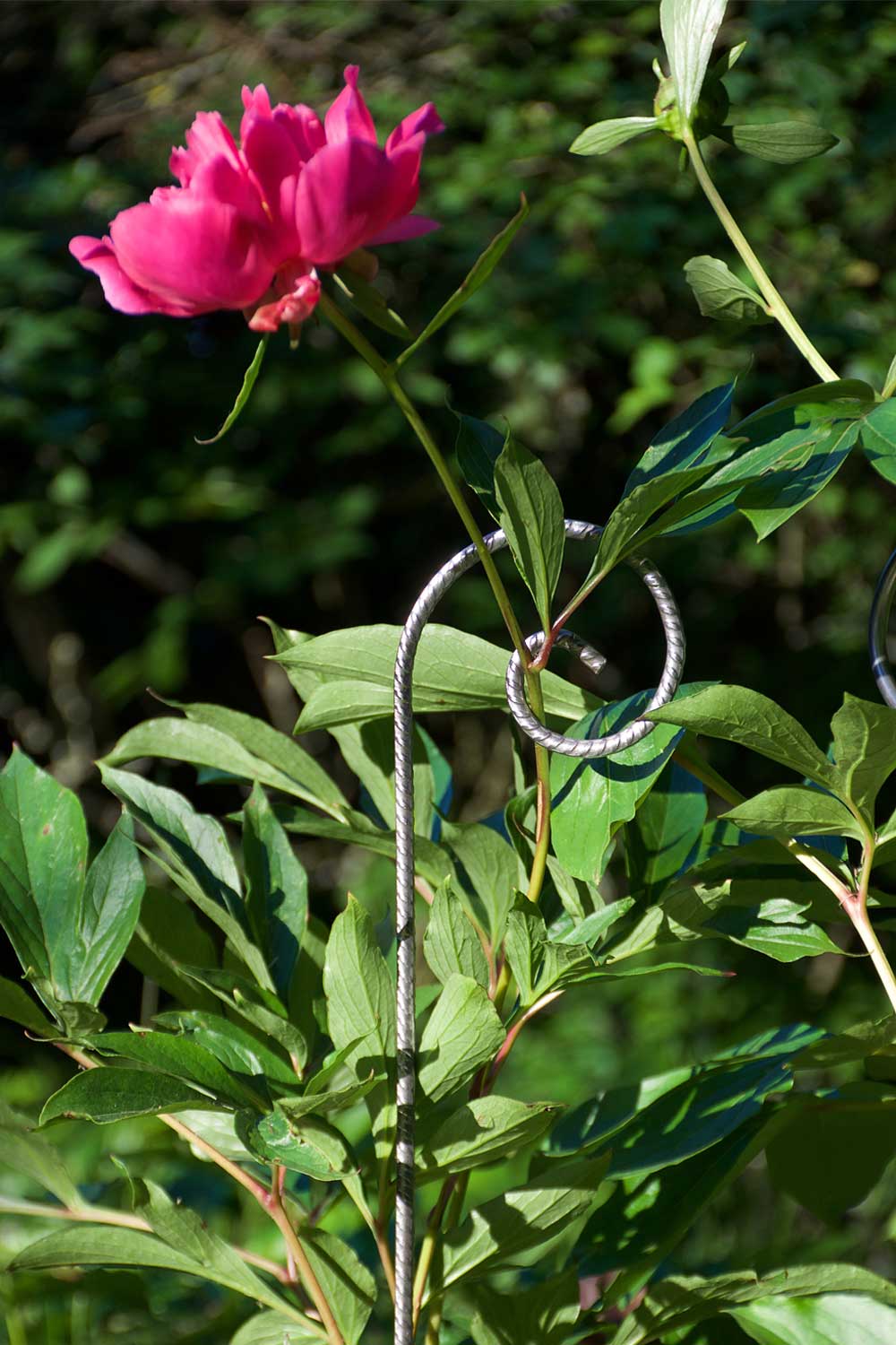 Tuteurs métalliques de jardin - fer cannelé Ø 6mm sur pivoine - Le jardin de Léon