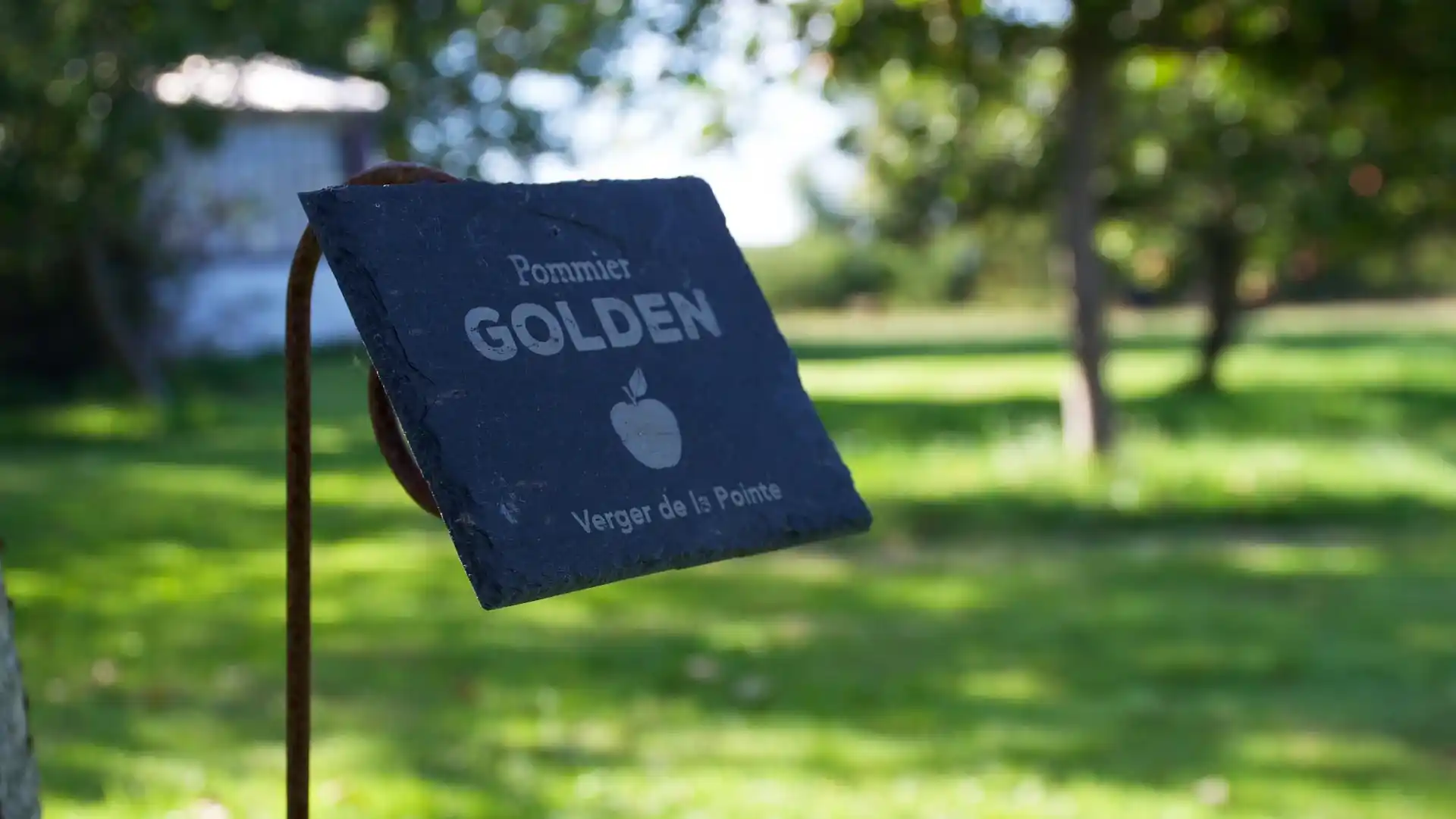 Verger De La Pointe - Alain Touchard - Golden - Le Jardin de Léon