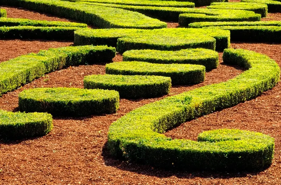 Buis Vaux-le-vicomte - Le Jardin de Léon