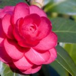 Camelia japonica -pomponia rosea - Le jardin de Léon