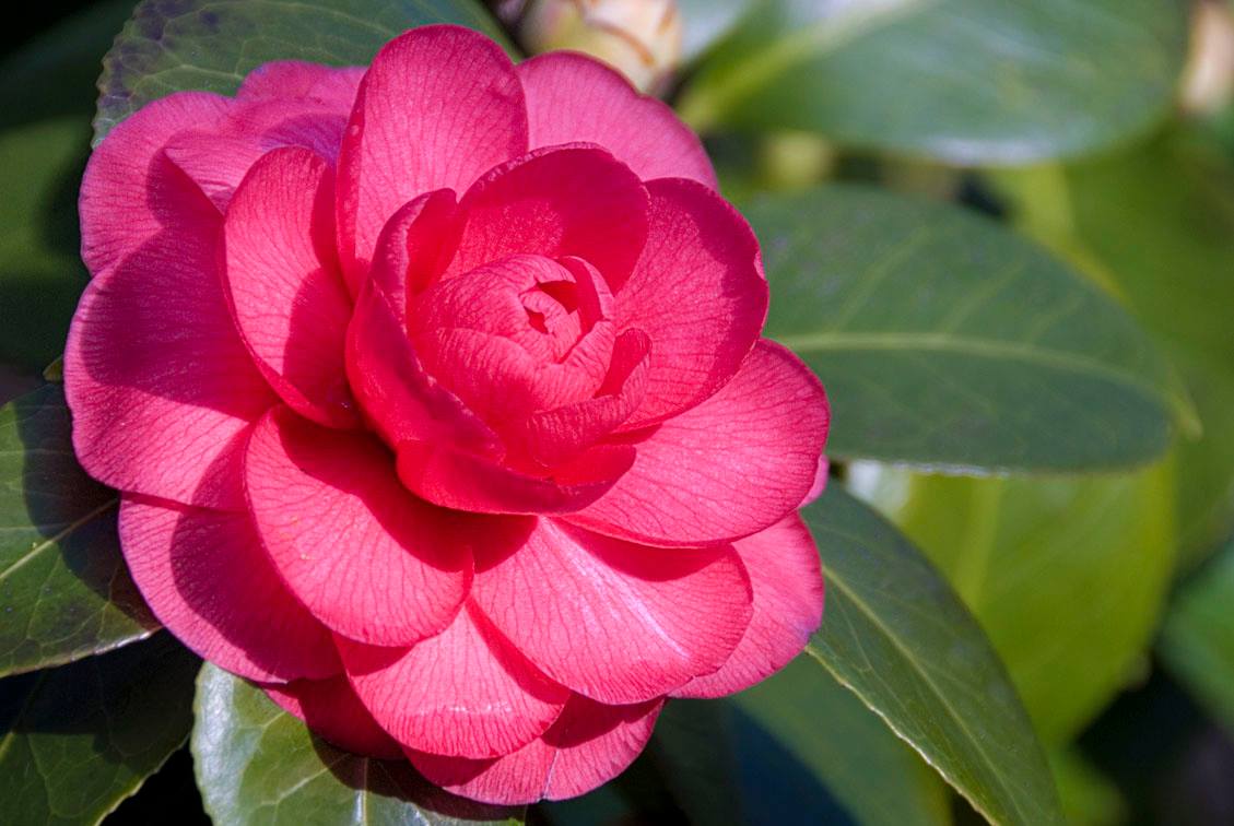 Camelia japonica -pomponia rosea - Le jardin de Léon