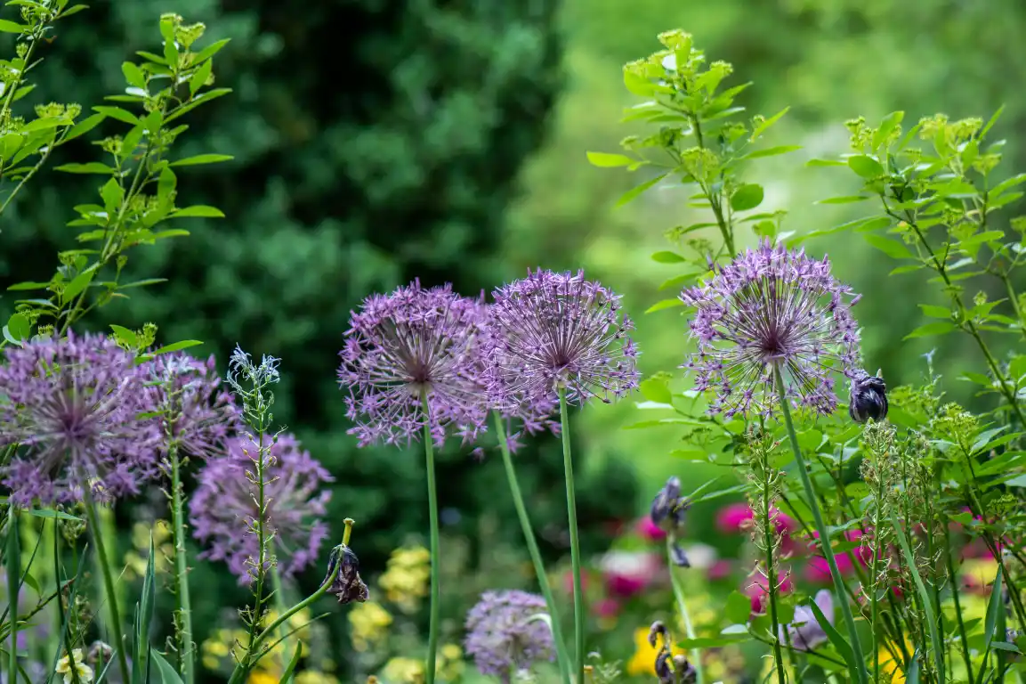 Jardins refuges corridors biodiversité - Le Jardin de Léon