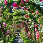 Les Roseraies du monde Butchart gardens Canada - Le Jardin de Léon